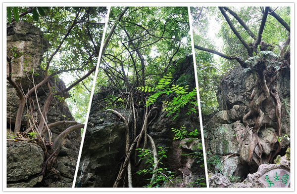 多彩貴州,魅力天下,2021年廣東博皓快樂貴州行-3