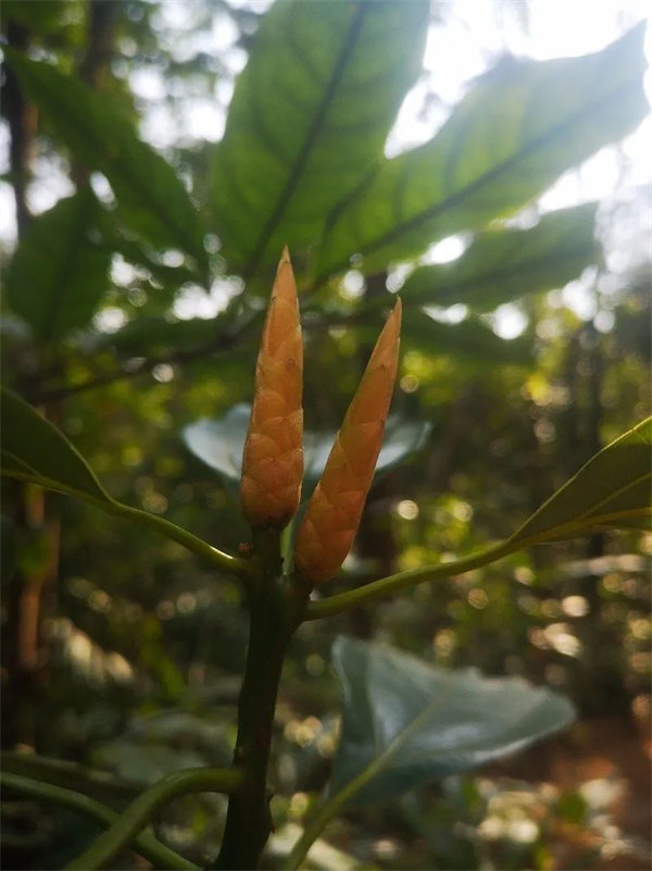 廣東博皓 博行天下丨虎年第一爬,挑戰從化老虎頭 -3