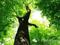 【博皓感悟】欲為大樹，莫與草爭