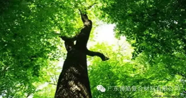 【博皓感悟】欲為大樹(shù)，莫與草爭(zhēng)-1